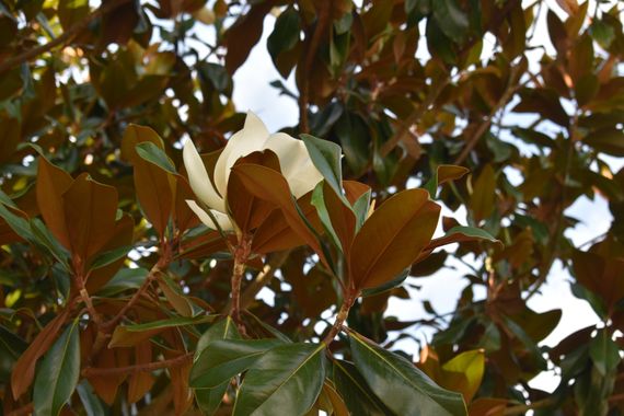Solerantonio2 en Hamelin: Flora  (Cangas de Onís), Magnolia grandiflora, Planta