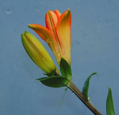 Zukerrene en Hamelin: Flora, Lilium bulbiferum