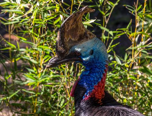 Acorazado3000 en Hamelin: Fauna  (Estepona), Casuarius casuarius (Linnaeus, 1758), Casuario,un ave muy peculiar.

#fotografiacarloscalvo #casuario #casuar...