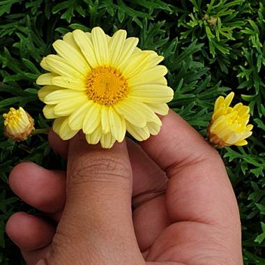 Dianafuerted en Hamelin: Flora  (Las Palmas de Gran Canaria)