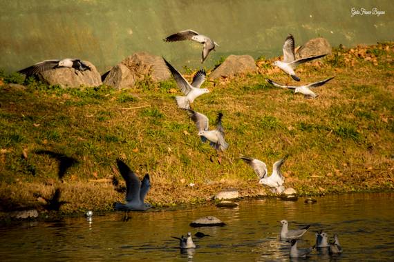 Greta franco beguan en Hamelin: Fauna  (Calamuchita), #Nikon #Aves
#Landscape #Paisajes 
#Sky #Cielo #Visual 
#VisualArt #Arte #Art 
#View #Fineart #Fotos ...