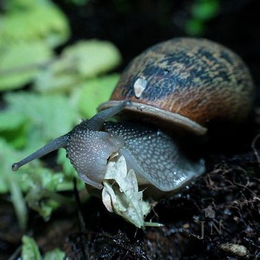 juan_ng en Hamelin: Fauna  (Jerez de la Frontera), Hora de la cena 