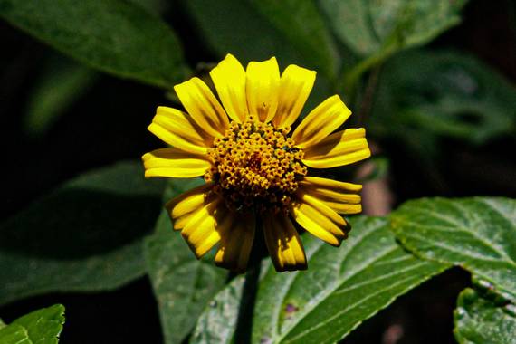 Franciss RNR  en Hamelin: Flora  (Pimampiro), #Flora 21