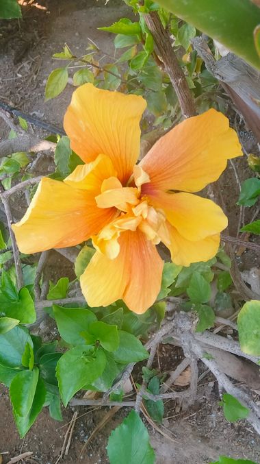 Solerantonio2 en Hamelin: Flora  (Calle Austria), Planta
