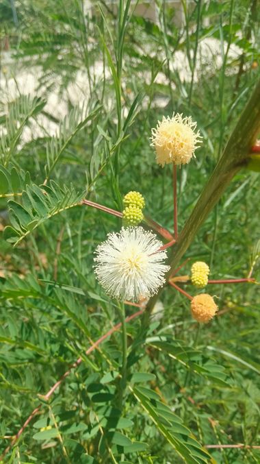 Solerantonio2 en Hamelin: Flora  (Almeria), Leucaena leucocephala, Planta