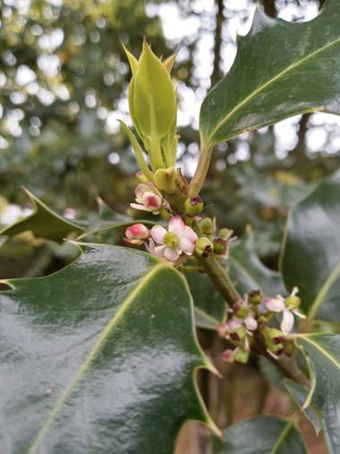 Alquimia Natural en Hamelin: Flora  (Camargo), Ilex aquifolium, Amor 💕😍☀️

#flora21 