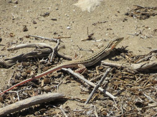Solerantonio2 en Hamelin: Fauna  (Níjar), Lagartija coliroja