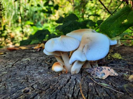Naomi en Hamelin: Observación  (Olot), #hongos 