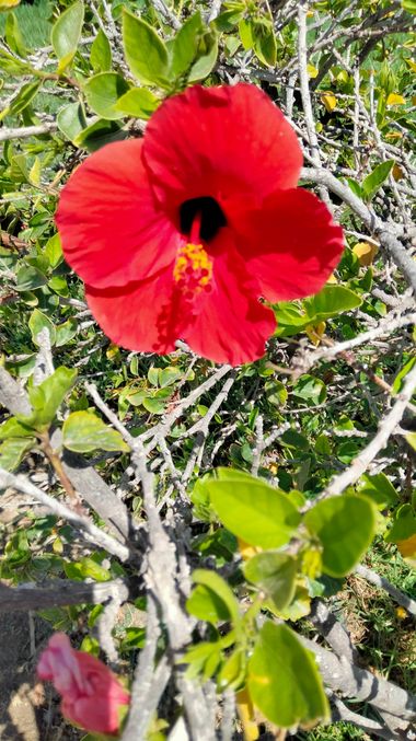 Solerantonio2 en Hamelin: Flora  (Almeria), Hibiscus fragilis, Planta