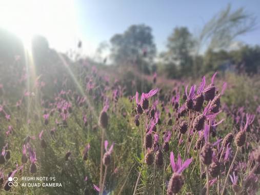 MAYTE LOPEZ en Hamelin: Flora  (Linares), Lavandula stoechas, Colores de Primavera #Flora21