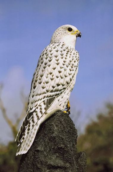 Mpinfante en Hamelin: Fauna, Foto de SUSAN HATHAWAY.
[EXCEPCION por mi parte]