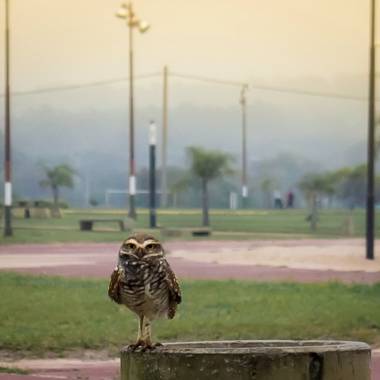 rociozarate41 en Hamelin: Fauna, Athene cunicularia (Molina, 1782), #lechuza #lechuzacomun #lechuzas