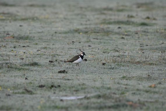 Info en Hamelin: Fauna, Vanellus vanellus (Linnaeus, 1758), los llanos de Cáceres