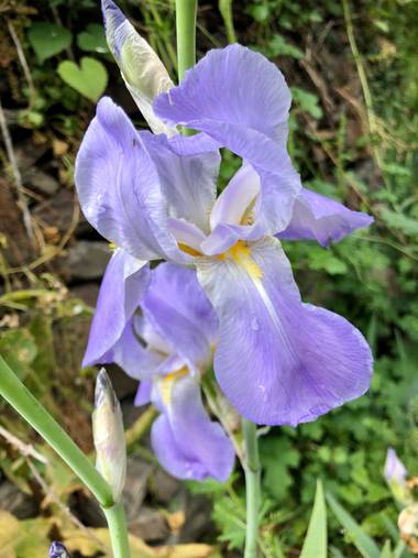 Naturalezadebarrio en Hamelin: Flora  (Bausen), Iris pallida, Flores en primavera#flora21#naturalezadebarrio@naturalezadebarrio