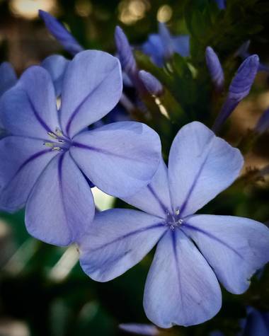 Navarroarevalomariateresa en Hamelin: Flora  (Viesca), Plumbago auriculata, Botones de plumbago floreciendo.