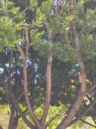 Naiete_correia en Hamelin: Flora  (Carrer del Músic Barbieri), Paseo entre árboles 