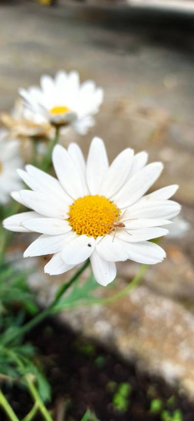 jairoponce1985 en Hamelin: Flora  (Cassà de la Selva), #flower naturaleza