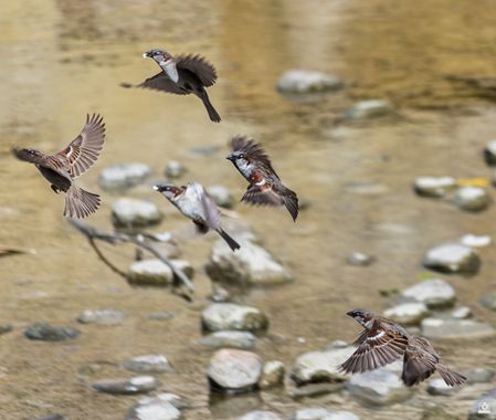 Acorazado3000 en Hamelin: Fauna  (Córdoba), Passer domesticus (Linnaeus, 1758), Vuelo de gorriones.





#fotografiacarloscalvo #gorriones#gorrion#pajaros#...