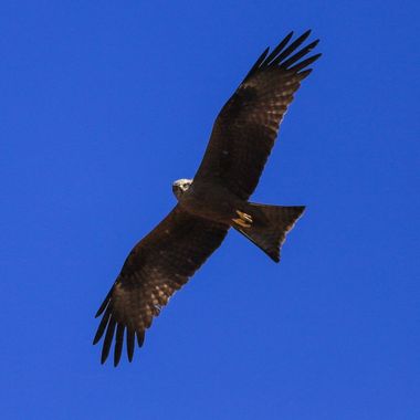Jomacaes70 en Hamelin: Fauna  (Cáceres), Milvus migrans (Boddaert, 1783), #rapaces 