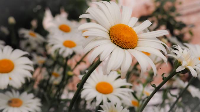 Lidia en Hamelin: Flora  (Zaragoza), Leucanthemum maximum, Un paseo cualquiera...

#flores
#margarita
#flor
#blanco
#primavera
#pasion_natura
#naturaleza_s...