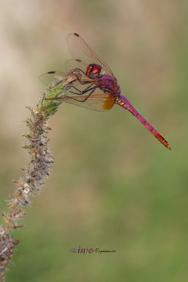 isidorogomez53 en Hamelin: Fauna  (El Prat de Llobregat), Una libelula, de color morado
En la desembocadura del rio Llobrat .  al  lado  del  aeropuerto.

...