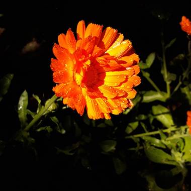 manuelbustingorry en Hamelin: Flora  (San Martín de los Andes), Que bien les queda el sol de la mañana a las flores de la plaza !
#flora21 