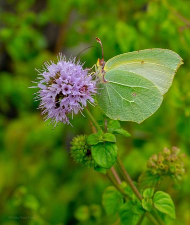 ComunicarCaminante en Hamelin: Fauna  (Gadoni), La Mariposa limonera parece una hoja que vuela.

#mariposa #mariposas #buterfly #hamelin 