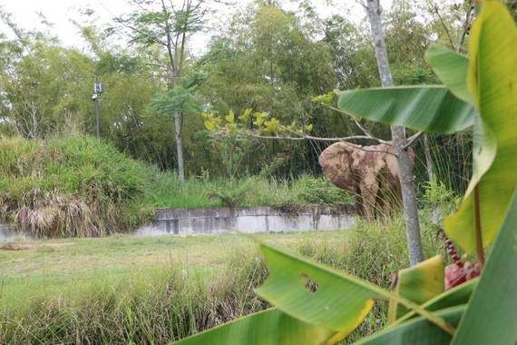 Ariaslorena89 en Hamelin: Fauna  (Pereira), #elefante 