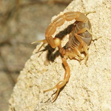 Alcedofoto  en Hamelin: Fauna, #macro #Almeria