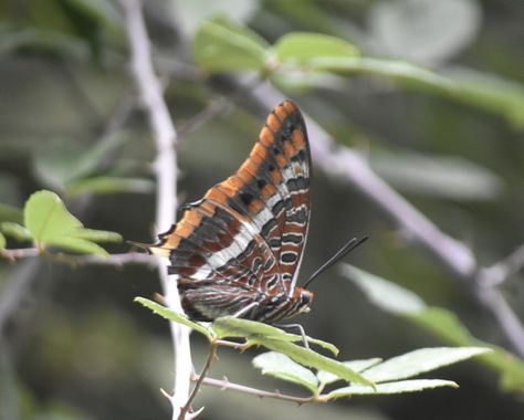 Solerantonio2 en Hamelin: Fauna  (Andalusia), Charaxes jasius (Linnaeus, 1767), Insecto