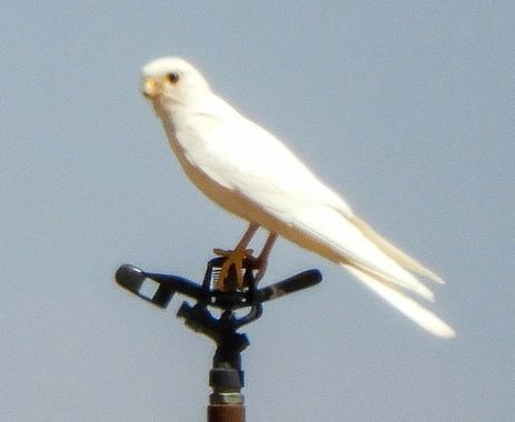 Mpinfante en Hamelin: Fauna, Haciendo un guiño a la canción de R.W. 