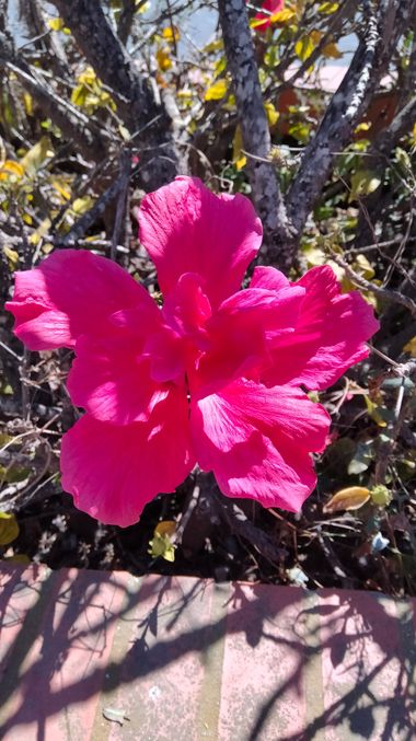 Solerantonio2 en Hamelin: Flora  (Almería), Hibiscus fragilis, Planta