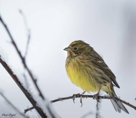 Fontpujolpere en Hamelin: Fauna  (La Vall d'en Bas), Emberiza citrinella Linnaeus, 1758, #invierno20 #aves21 