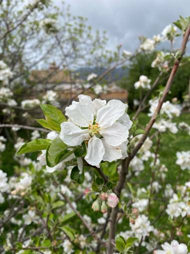 jacob86.rt en Hamelin: Flora  (Benaocaz), Flor iluminando Benahocaz