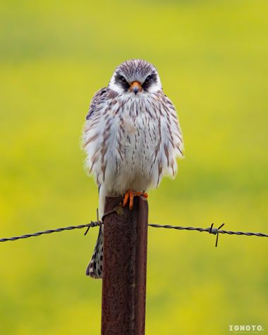 Ignoto en Hamelin: Fauna  (Almonte), Falco vespertinus Linnaeus, 1766