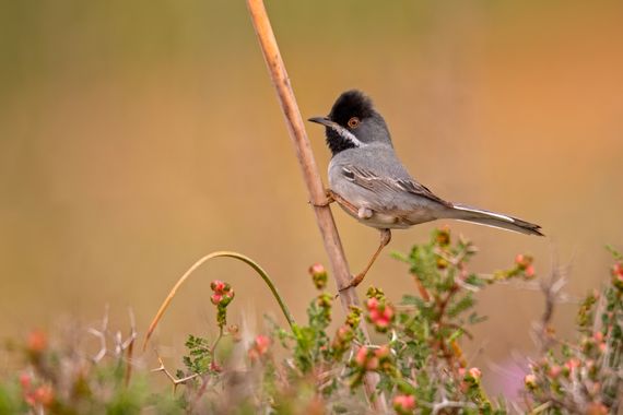 Ignicapillus en Hamelin: Fauna  (316), Curruca ruppeli (Temminck, 1823), Curruca de Rüppell

No resultó fácil dar con un macho suficientemente confiado per...