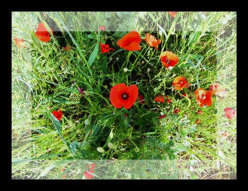 Lola.arlandi en Hamelin: Flora  (Mollet del Vallès), Papaver rhoeas, #floral21 