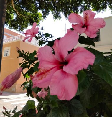 Solerantonio2 en Hamelin: Flora  (Almería), Hibiscus rosa-sinensis, Planta