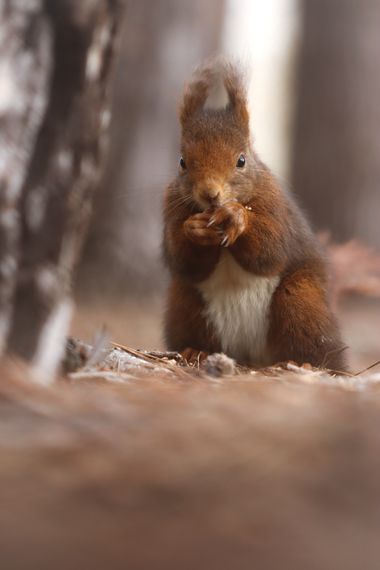 Eritz.cortazar en Hamelin: Fauna, Sciurus vulgaris Linnaeus, 1758, ardilla roja 
como me gustan las ardillas. Podría hacer solo una cuenta solo de fotos d...