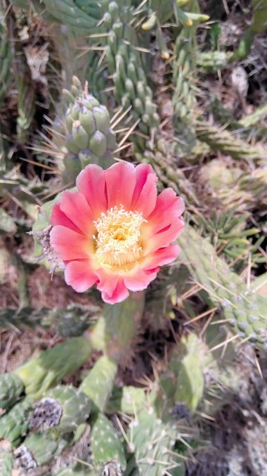 Solerantonio2 en Hamelin: Flora  (Níjar), Cactus