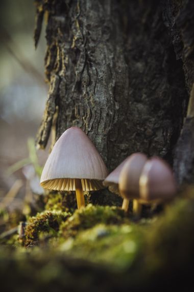 antoniocmfotografia en Hamelin: Observación  (La Zubia), #seta #setas #setasdeespaña #hongo #hongos #mushroom #mushrooms #mushroomsphotos #mushroomsphotogr...
