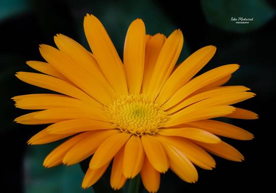 Lidia en Hamelin: Flora  (Villafranca de Ebro), Calendula officinalis, 

Las distintas tonalidades del color naranja se han relacionado con rasgos de perso...