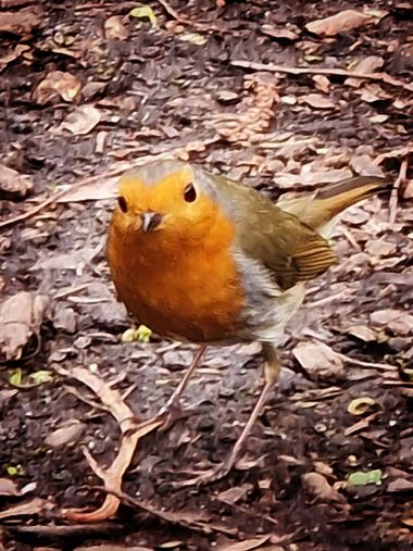 Eva.160968 en Hamelin: Fauna  (Lovaina), #petirrojo #pajaro 
