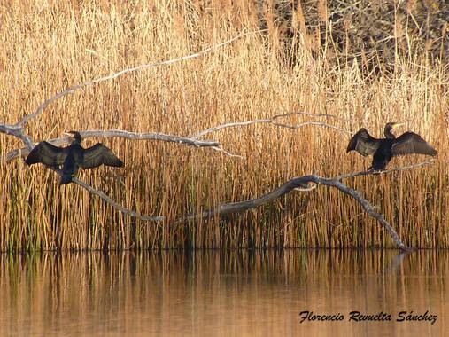 florenrevuelta en Hamelin: Fauna  (Somolinos), Phalacrocorax carbo (Linnaeus, 1758), #invierno20 Tomando un poquito de sol