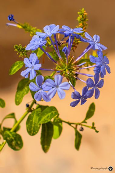 Breogán654 en Hamelin: Flora  (Benissa), Plumbago auriculata, #flower #plants