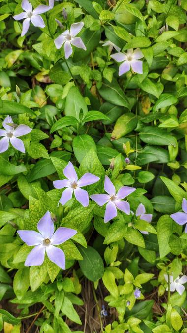 Isabel A. en Hamelin: Flora  (Navajas), Vinca difformis, #flora21 