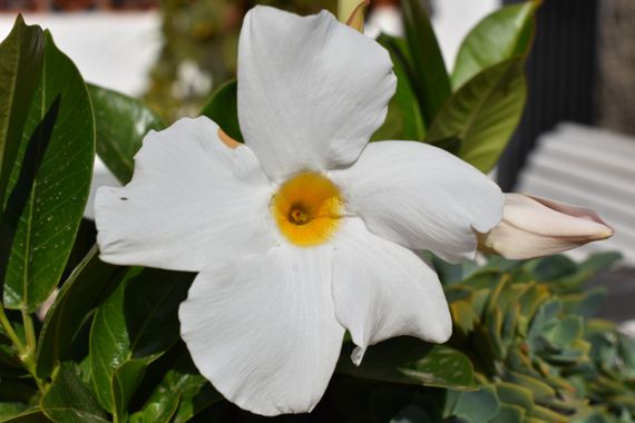 Solerantonio2 en Hamelin: Flora  (Almería), Mandevilla laxa, Planta