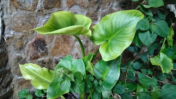 Solerantonio2 en Hamelin: Flora  (La Carlota), Zantedeschia aethiopica, Planta