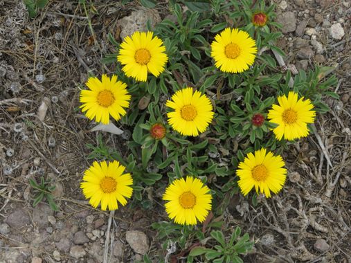 Solerantonio2 en Hamelin: Flora  (Spain), Pallenis maritima, Planta