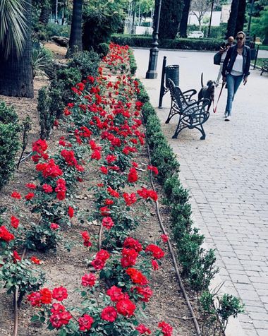 Fernandosalado58 en Hamelin: Flora, #Fotografia: jardín,(Córdoba)#